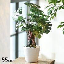 楽天市場】ユッカ（種類（植物）モンステラ）の通販