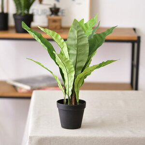 _ybgōőP5^ Brown. uE tFCNO[ AXvjE |bg 45 ybZ[WJ[hΉz tFCNO[   AXvjE ybg lHϗtA O[ C