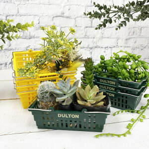 DULTON _g fXNgbv oXPbg [ J[oXPbg   DESKTOP BASKET H20-0187 َq  }`oXPbg [JS 킢 CeA uh  A