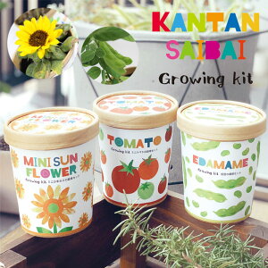 ひまわり 鉢植えの人気商品 通販 価格比較 価格 Com