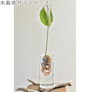 ヒヤシンス 水栽培 球根 花瓶 通販 価格比較 価格 Com