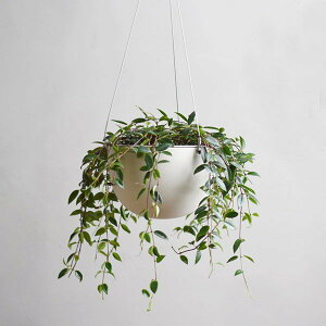 KINTO Lg[ vg|bg 201_174mm v^[ x[W/ubN 17.4cm Aؔ A t[|bg K[f|bg    A  |bg t 󂯎M A ݂艺