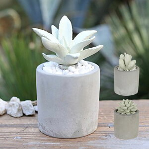 AG tOX fBt[U[ A A}fBt[U[ DULTON _g [tOX F  A}IC A}ObY JN^X KX   ʏ Q g