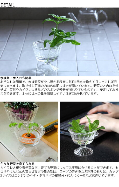 市場 Spice ガラスラウンドカップ 再生野菜 Life Of リボベジ