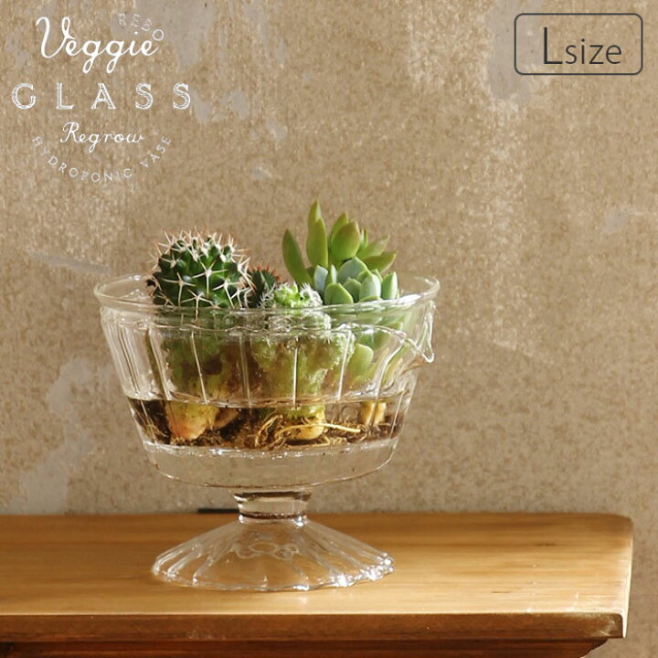 楽天市場 Spice Of Life スパイス リボベジ ガラス カップ L Kegy2113 Lサイズ リボーンベジタブル ガラスカップ 器 家庭菜園 再生野菜 ベース L ミニ花瓶 脚付き 入れ物 水耕 栽培 水栽培 植物 多肉植物 観葉植物 野菜 根 芯 ヘタ スプラウト ハイドロポニックス 楽天市場 Spice Of Life スパイス リボベジ ガラス カップ L Kegy2113 Lサイズ リボーンベジタブル ガラスカップ 器 家庭菜園 再生野菜 ベース L ミニ花瓶 脚付き 入れ物 水耕 栽培 水栽培 植物 多肉植物 観葉植物 野菜 根 芯 ヘタ スプラウト ハイドロポニックス