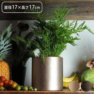 v^[   t[x[X ACA MC~x[X a17×17cm Aؔ vg|bg Ap|bg ԕr Ԃт Ԋ |bg  ~  A  ϗtA A T{e