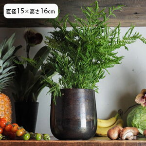 Aؔ AM4x[X A~ a15×16cm vg|bg Ap|bg Ԋ Jo[ |bg ԕr  AؔJo[ vX`bN A  ϗtA | CeA ꌊȂ y