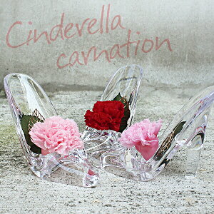 vU[uht[ ͂Ȃ J[l[V Mtg ͂Ȃ KX̌C Ɏq̂ fB[X Vf AN t[AWg Os[ i ԍ NA