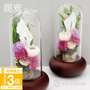 yP3{z vU[uht[ KXh[ dp    Ki   a _ ʔv  ؐ Aliceflower ʔ v[g