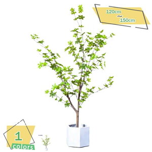 tFCNO[ lHϗtA t tFCN   z[ x_ p ^ CeA sv sv Q̐SzȂ zj Vzj  Ύ lH