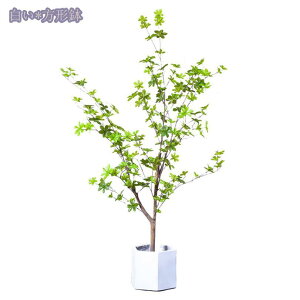 tFCNO[ lHϗtA t tFCN   z[ x_ p ^ CeA sv sv Q̐SzȂ zj Vzj  Ύ lH