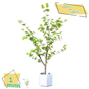 tFCNO[ lHϗtA t tFCN   z[ x_ p ^ CeA sv sv Q̐SzȂ zj Vzj  Ύ lH