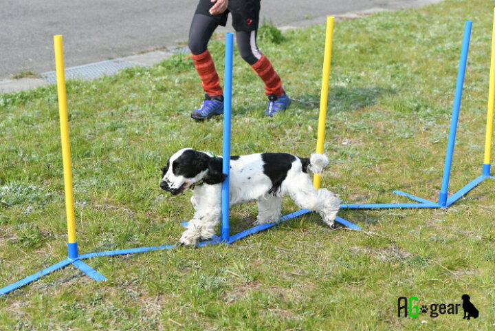 楽天市場 室内でも使える アジリティ スラローム 犬用 自立 角度調整 組立式 軽量 2 7kg 持運びキャリーバッグ オススメ図解入り練習ブック付き 何処でもスラ ペット 犬用品 運動器具 競技 訓練 トレーニング しつけ ドッグラン 雑貨のワールドピグ