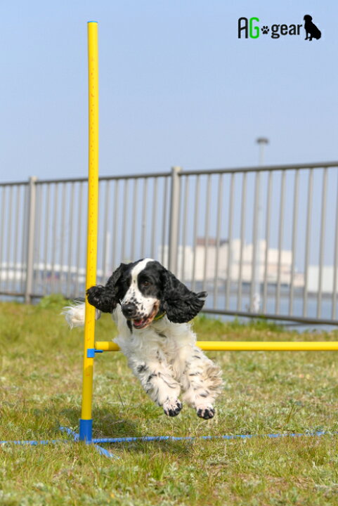 楽天市場】室内でも使える アジリティ ジャンプバー 犬用 自立・組立式 軽量 2.1kg 持運びキャリーバッグ付き ペット/犬用品 運動器具 競技 訓練 トレーニング しつけ ドッグラン : 雑貨のワールドピグ 楽天市場】室内でも使える アジリティ ジャンプバー 犬用 自立・組立式 軽量 2.1kg 持運びキャリーバッグ付き ペット/犬用品 運動器具 競技 訓練 トレーニング しつけ ドッグラン : 雑貨のワールドピグ