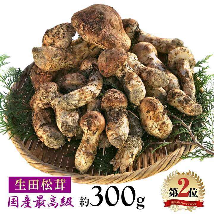 楽天市場】松茸 国産 約300g 最高級 信州 生田松茸 天然 信州産 