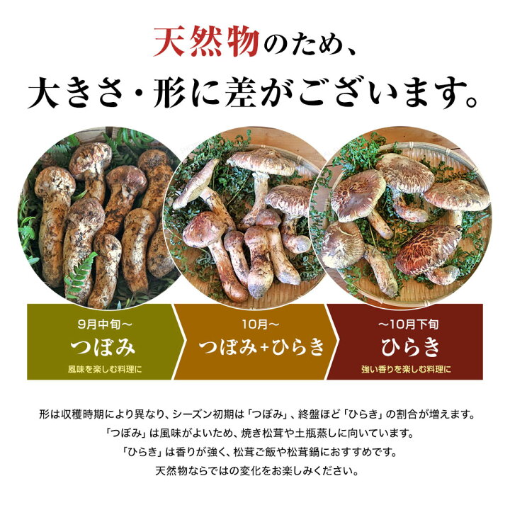 楽天市場】松茸 国産 約150g 最高級 信州 生田松茸 天然 信州産 