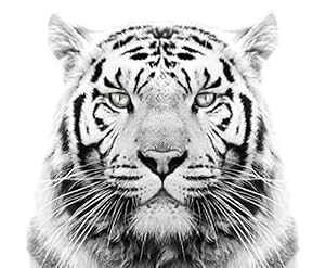 6C`̃EhP[LpzCg^CK[HpACVO摜 Whimsical Practicality White Tiger Edible Icing Image for 6 inch Round Cake