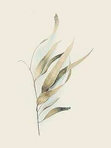 Posterazzi PDXUERC034CSMALL K̗t̎ʐ^vgA18 x 24A}` Posterazzi PDXUERC034CSMALL Gum Leaves Photo Print, 18 x 24, Multi