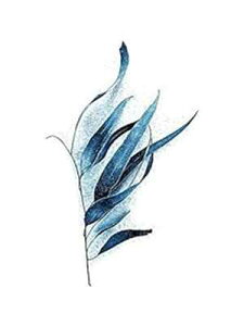 Posterazzi PDXUERC032BSMALL K̗togC̎ʐ^vgA18 x 24A}` Posterazzi PDXUERC032BSMALL Gum Leaves Baltic Sea Photo Print, 18 x 24, Multi