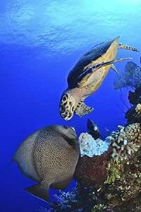 Posterazzi Hawksbill sea turtle and gray angelfish share a special moment Castle Wall Grand Cayman Poster Print, (22 x 34)
