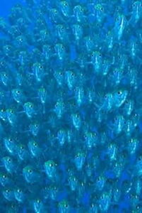 Posterazzi ���̖ڂ������A�J���̌Q��|�X�^�[�v�����g by Jaynes Gallery�A(24 x 36) Posterazzi Schooling ox-eyed scad fish Poster Print by Jaynes Gallery, (24 x 36)
