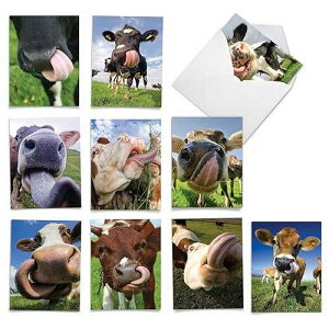 The Best Card Company - 10 Adorable Note Cards Blank (4 x 5.12 Inch) - Wildlife and Animals, Assorted Boxed Set - Cowlicks M4604OCB-B1x10