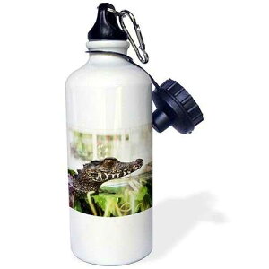 3dRose Image of a Crocodile Alligator Sports Water Bottle, 21oz, Multicolored