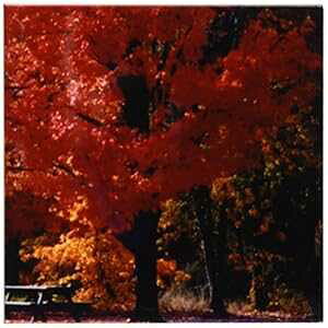 3dRose cst_31835_3 Beautiful Red and Orange Foliage in The Fall-Ceramic Tile Coasters, Set of 4