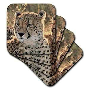 3dRose CST_208912_3 AtJA`[^[̃N[YAbv Z~bN ^C R[X^[ (4 Zbg) 3dRose CST_208912_3 South Africa, Close-up of Cheetahs Ceramic Tile Coaster (Set of 4)