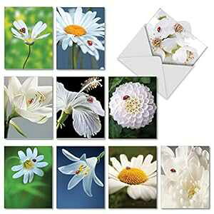 My Fair Ladybug ? tzCgt[TL[O[eBOJ[h10 (4 x 5.12C`) ? ԁA@̊ӃJ[h ? ӁAӃm[gJ[h AM6332TYG-B1x10 The Best Card Company 