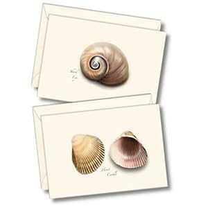 Earth Sky + Water - Seashell Assortment III m[gJ[hZbg - tuNJ[h 8  (2 X^Ce 4 ) Earth Sky + Water - Seashell Assortment III Notecard Set - 8 Blank Cards with Envelopes (4 each of 2 s