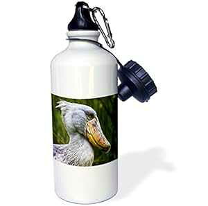 3dRose wb_132127_1 �n�V�r���R�E�A�G���e�x�A�E�K���_�A�A�t���J-Af48 Mzw0002-Martin Zwick �X�|�[�c �E�H�[�^�[�{�g���A21 �I���X�A�z���C�g 3dRose wb_132127_1 Shoebill Bird, Entebbe, Uganda, Africa-Af48 Mzw0002-Martin Z