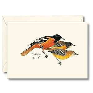 Earth Sky + Water - �{���`���A �I���I�[�� �m�[�g�J�[�h �Z�b�g - �u�����N �J�[�h 8 ���A�����t�� Earth Sky + Water - Baltimore Oriole Notecard Set - 8 Blank Cards with Envelopes