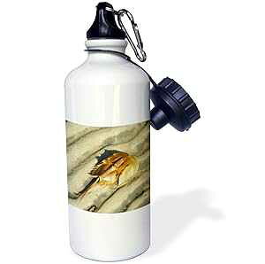 3dRose "Tan Horseshoe Crab On Beach" Sports Water Bottle, 21 oz, White