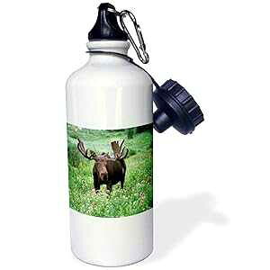 3dRose Bull Moose Wildlife Little Cottonwood, Wasatch-Cache-Us45 Hga0064-Howie Garber Sports Water Bottle, 21 oz, White