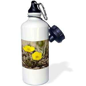 3dRose Snow Buttercup, Yellow Alpline Wildflower-NA01 FZU0000-Frank Zurey-Sports Water Bottle, 21 oz, White