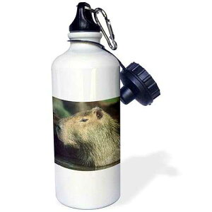 3dRose Capybara wildlife, Llanos, Venezuela SA20 KSC0009 Kevin Schafer Sports Water Bottle, 21 oz, White