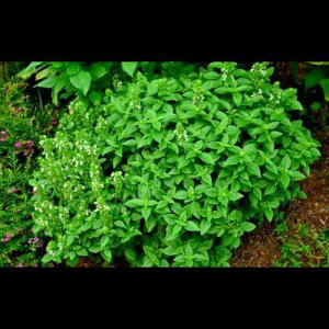100 qXpCV[O[uoWɕLȃoW #GRS greens-seeds 100 Seeds Spicy Globe Basil Very Flavorful Basil #GRS