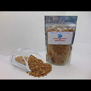 }CNO[̔p΃Y̎qA12IX r^~A~lANh{f̖Lxȋ! uCOOL BEANS N SPROUTSvuhAȒ̉Ƒoc̕čƁB Green Lentil Seeds for Spr