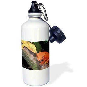 3dRose New Caledonia Crested Geckos, Lizard-Na02 Dno0243-David Northcott Sports Water Bottle, 21 oz, White