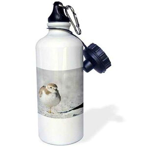 3dRose Piping plover bird, Fort De Soto Park, FL US10 JMO0031 Jerry and Marcy Monkman Sports Water Bottle, 21 oz, White