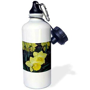 3dRose "Springtime daffodils" Sports Water Bottle, 21 oz, White