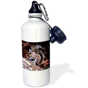 3dRose "A Squirrel Enjoying his meal A squirrel eating a nut ontop of a rock" Sports Water Bottle, 21 oz, White