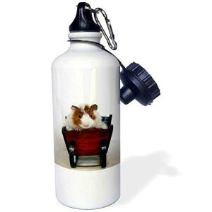 3dRose Baby Guinea Pig in Sleigh photography by Angelandspot Sports Water Bottle, 21 oz, White