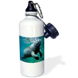 3dRose "West Indian Manatee Trichechus manatus Florida USA" Sports Water Bottle, 21 oz, White