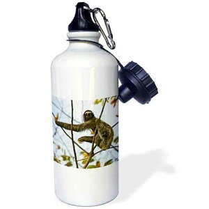 3dRose Three-Toed Sloth Bradypus Variegatus Sports Water Bottle, 21 oz, White
