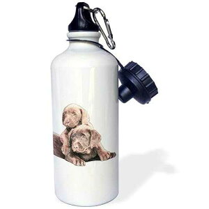 3dRose Chocolate Labs digital art colored pencils-Sports Water Bottle, 21oz , Multicolored