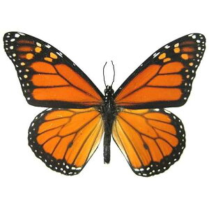 6 Large Monarch Butterfly Temporary Tattoos by Butterfly Utopia