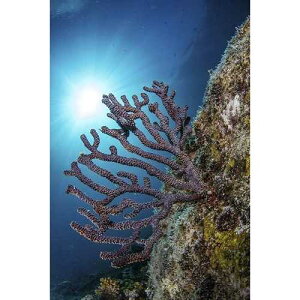 Posterazzi PSTACE400023ULARGE �t�@���B�R���e�X�C�A���p�X�A�o�n�J���t�H���j�A�X���B�A���L�V�R�ʐ^�v�����g�A24 x 36�A�}���` Posterazzi PSTACE400023ULARGE Fan. Sea of Cortez, La Paz, Baja California Sur, Mexico Photo 
