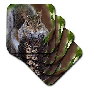3dRose cst_178591_1 ۑɂԂ牺Ă郊X̓ - \tgR[X^[A4 Zbg 3dRose cst_178591_1 Squirrel Animal on Log Hanging Out-Soft Coasters, Set of 4